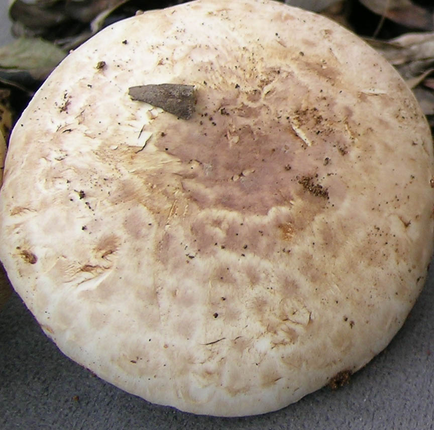 Agaricus bresadolanus (=A. romagnesii).